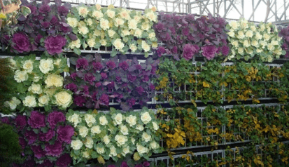 tipos de plantas