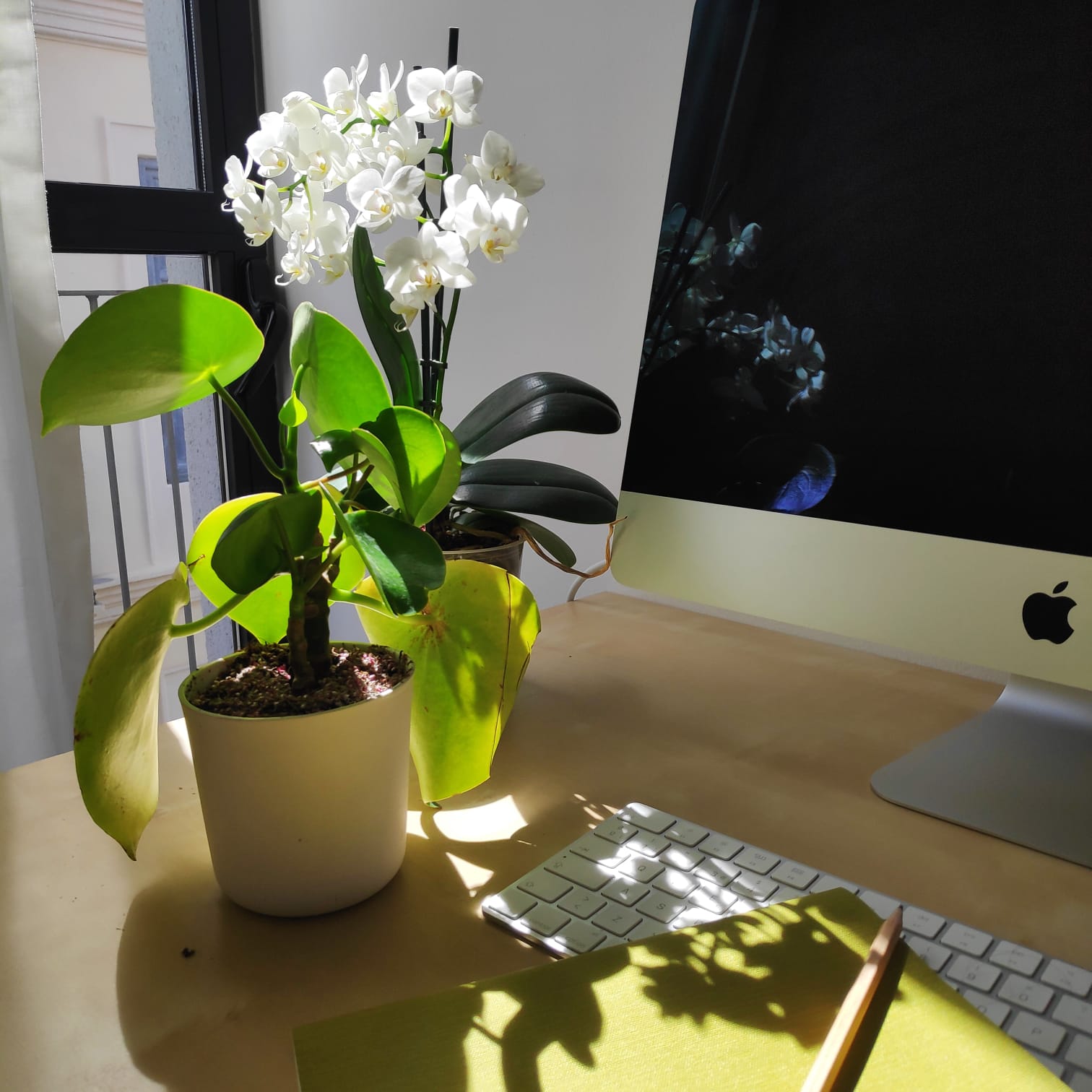 Las mejores plantas para poner un jardín en tu oficina
