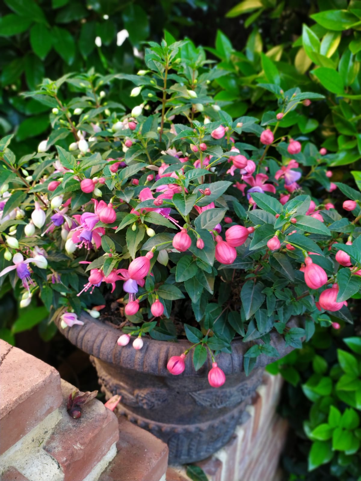 Las mejores flores y plantas para un jardin interior