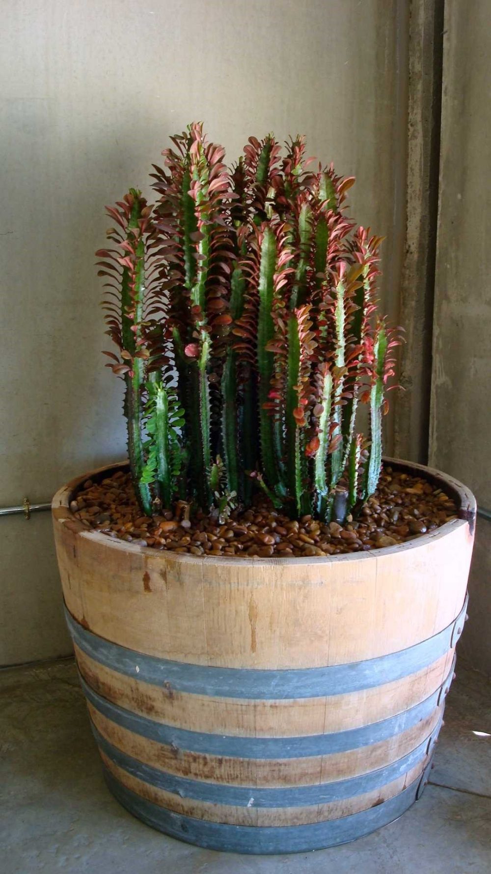 Las mejores plantas para el frio - Jardines con Vida