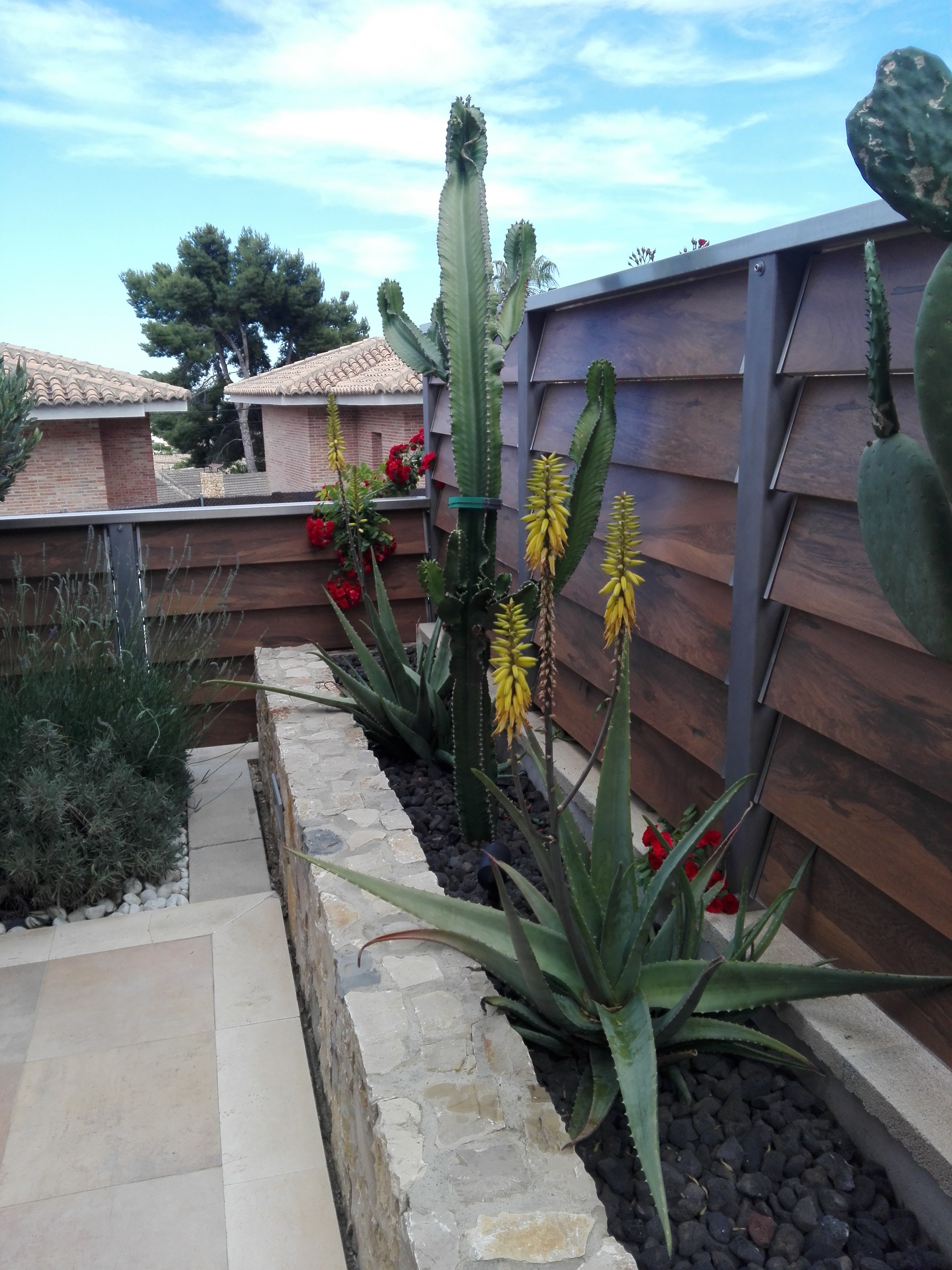 Como tratar el Aloe vera para que sea la estrella de tu jardín