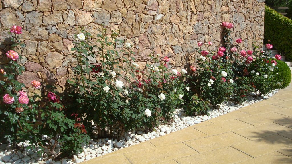 Flores aromáticas rosas
