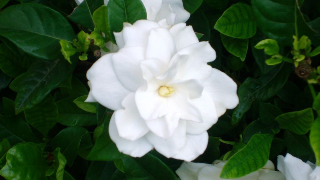 Flores aromáticas jardín