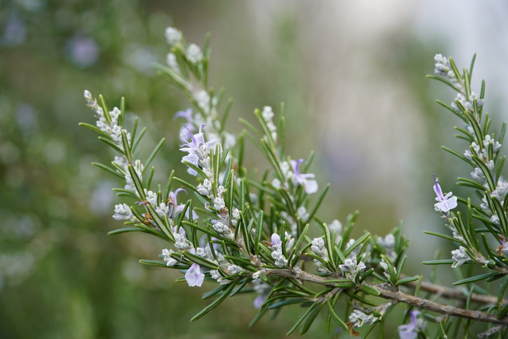 Romero planta aromática