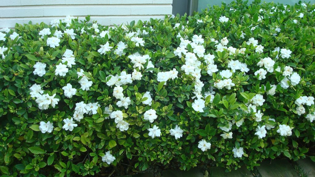 Gardenias en jardín