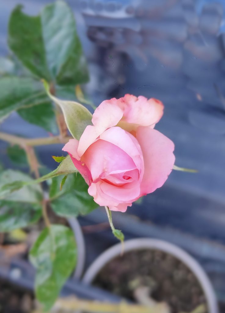 Rosa